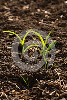 young maize plant and field