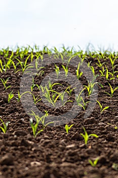 young maize plant and field