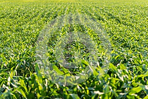 Young maize plants in an agricultural field