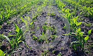 Young Maize plants on a field