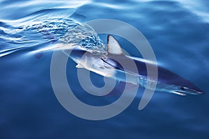 Young Mako shark swimming on the surface