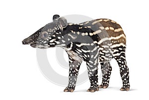 Young malayan tapir walking on white background