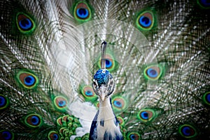 Young male adult Indian peafowl. Portrait of a blue peacock. Tail with new white feathers in spring. Closeup of head and tail