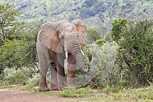 Young male African elephant feeding