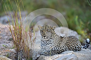 Young Male African Leopard