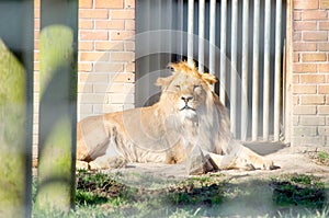 Young Male African Lion Laying Down Sunbathing at the Bars of hi