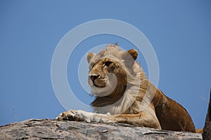 A young male African lion resting on a kopje