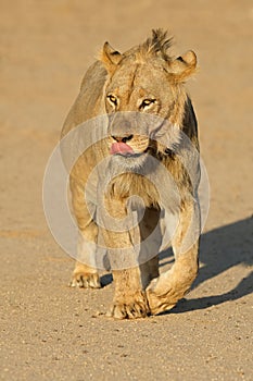 Young male African lion walking, Kalahari desert, South Africa