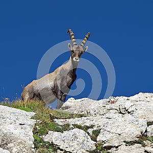 Young male alpine ibex looking down