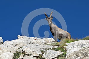 Young male alpine ibex looking down