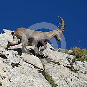 Young male alpine ibex walking on a rock
