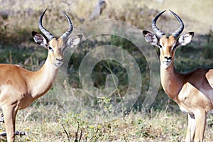 Young male antelopes - impalas