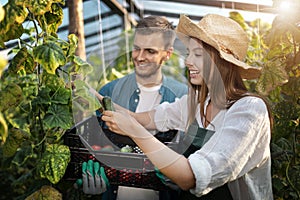 Young Male Assists Female Colleague Cropping Cucumbers