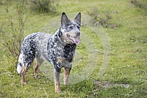 Young male Australian Cattle Dog on a farm alert and looking into the distance