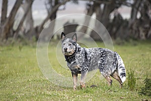 Young male Australian Cattle Dog on a farm alert and working