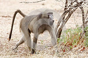 Young male baboon