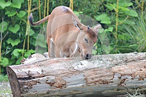 Young male banteng