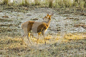 Young Male Barasingha Walking on Dew-covered Grass