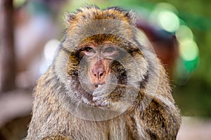 Young male Barbary Ape, Macaca sylvanus, Morocco