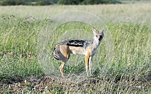 A young male Black Backed Jackal (Canis mesomalas).