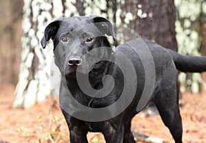 Young male Black Labrador Retriever Dog outside on a leash