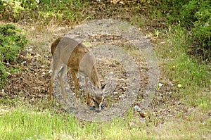 Young male Black-tailed deer