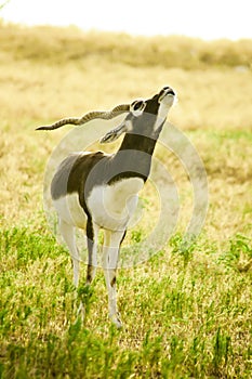 A young male Blackbuck (Antilope cervicapra)