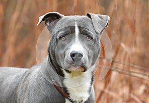 Young male blue Pitbull Terrier mix breed puppy dog outside on leash. Dog rescue pet adoption photogrpahy for humane society