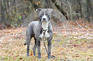Young male blue Pitbull Terrier mix breed puppy dog outside on leash. Dog rescue pet adoption photogrpahy for humane society