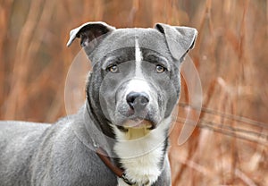 Young male blue Pitbull Terrier mix breed puppy dog outside on leash. Dog rescue pet adoption photogrpahy for humane society photo