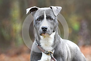 Young male blue Pitbull Terrier mix breed puppy dog outside on leash. Dog rescue pet adoption photogrpahy for humane society photo