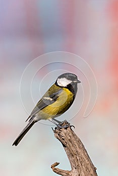 Young male blue-tit avian sitting on piece of dry wood