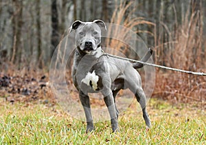 Young male blue and white pitbull puppy dog outside on leash pet adoption photography