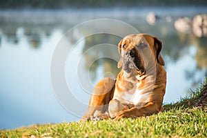 Young Male Boerboel Dog