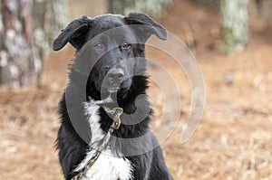 Young male Border Collie and Great Pyrenees mix breed dog outside on a leash