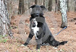 Young male Border Collie and Great Pyrenees mix breed dog outside on a leash