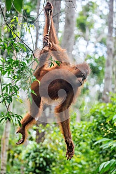 Young male of Bornean Orangutan on the tree in a natural habitat.