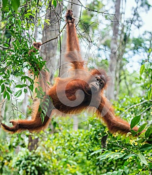 Young male of Bornean Orangutan on the tree in a natural habitat.