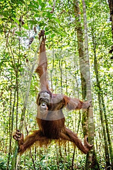 Young male of Bornean Orangutan on the tree in a natural habitat. Bornean orangutan Pongo pygmaeus wurmbii in the wild nature.