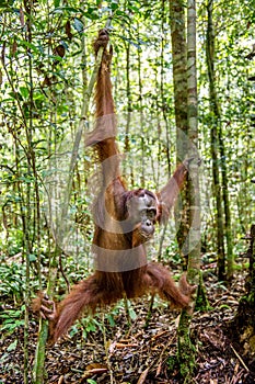 Young male of Bornean Orangutan on the tree in a natural habitat. Bornean orangutan Pongo pygmaeus wurmbii in the wild nature.