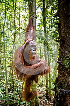 Young male of Bornean Orangutan on the tree in a natural habitat. Bornean orangutan Pongo pygmaeus wurmbii in the wild nature.