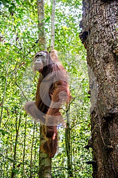Young male of Bornean Orangutan on the tree in a natural habitat. Bornean orangutan Pongo pygmaeus wurmbii in the wild nature.