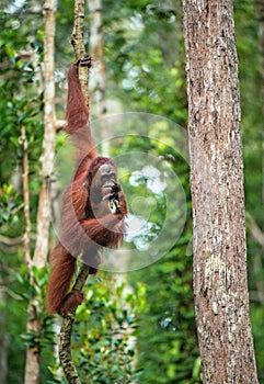 Young male of Bornean Orangutan on the tree