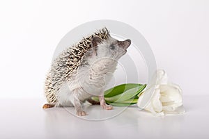 Young male boy breed African pygmy hedgehog stand near white flower tulip on uniform isolated background