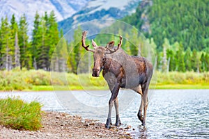 A young, male bull moose with antlers feeding in a lake in Glacier National Park, Montana