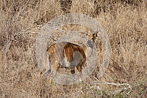 Young male bushbuck photo