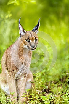 Young male caracal in grass. photo
