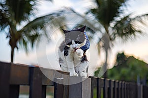 A young male cat with black and white fur perches on a garden fence, grooming. Eyes fixed, whiskers twitching a tranquil scene of