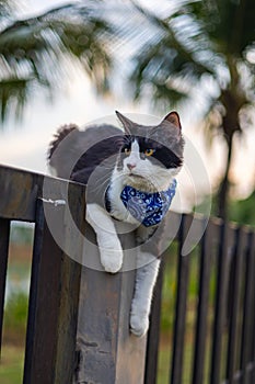 A young male cat with black and white fur relaxed on a garden fence, chilling. Eyes fixed, whiskers twitching a tranquil scene of