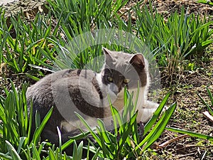 Young male cat in the flowergarden photo